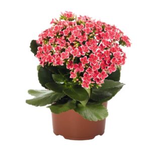 글로스